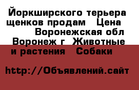 Йоркширского терьера щенков продам › Цена ­ 9 000 - Воронежская обл., Воронеж г. Животные и растения » Собаки   